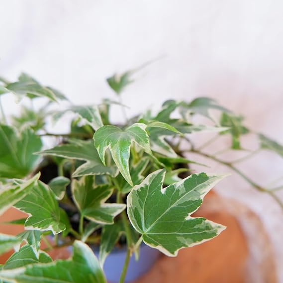 Hedera Helix White Ivy Plant Gift in Terracotta Pot English Ivy Plant Gift in Terracotta Pot image3 3