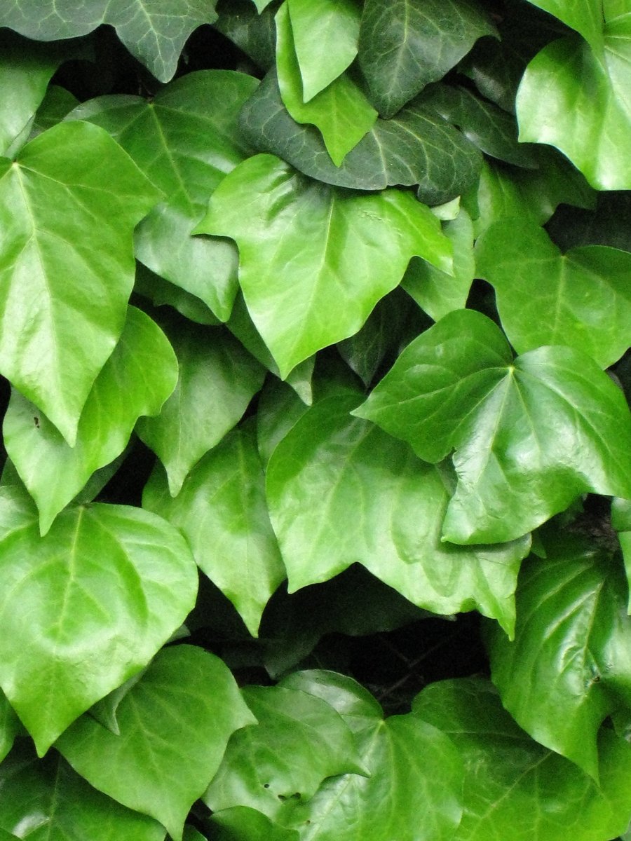 Hedera Helix - English Ivy ivy-climbing-plant-2-1352273 1