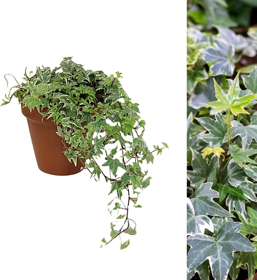 Hedera Helix White Ivy Plant Gift in Terracotta Pot English Ivy Plant Gift in Terracotta Pot image1 1