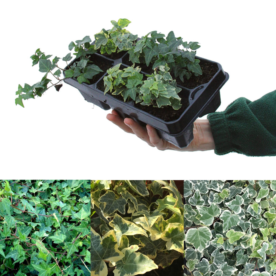 Mixed Hedera Helix Ivy Plants ivy6pack 3