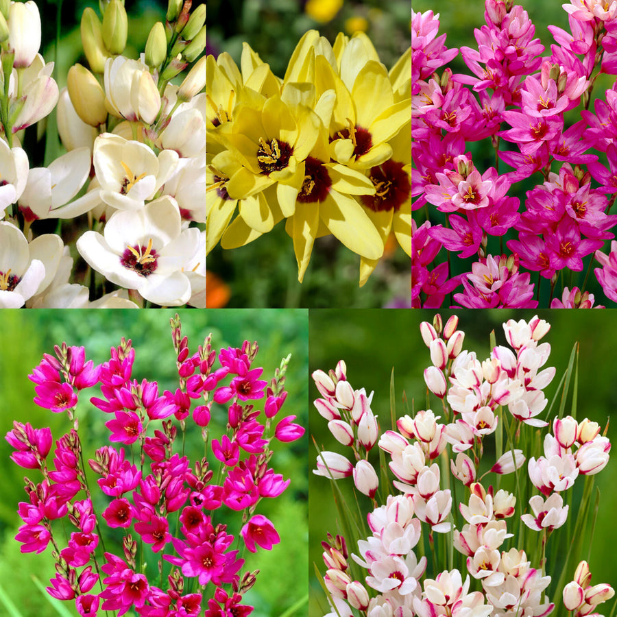 Ixia Spring Bulbs ixia 1