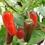 Chilli Pepper Plant  2