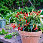 Chilli Pepper Plant  1