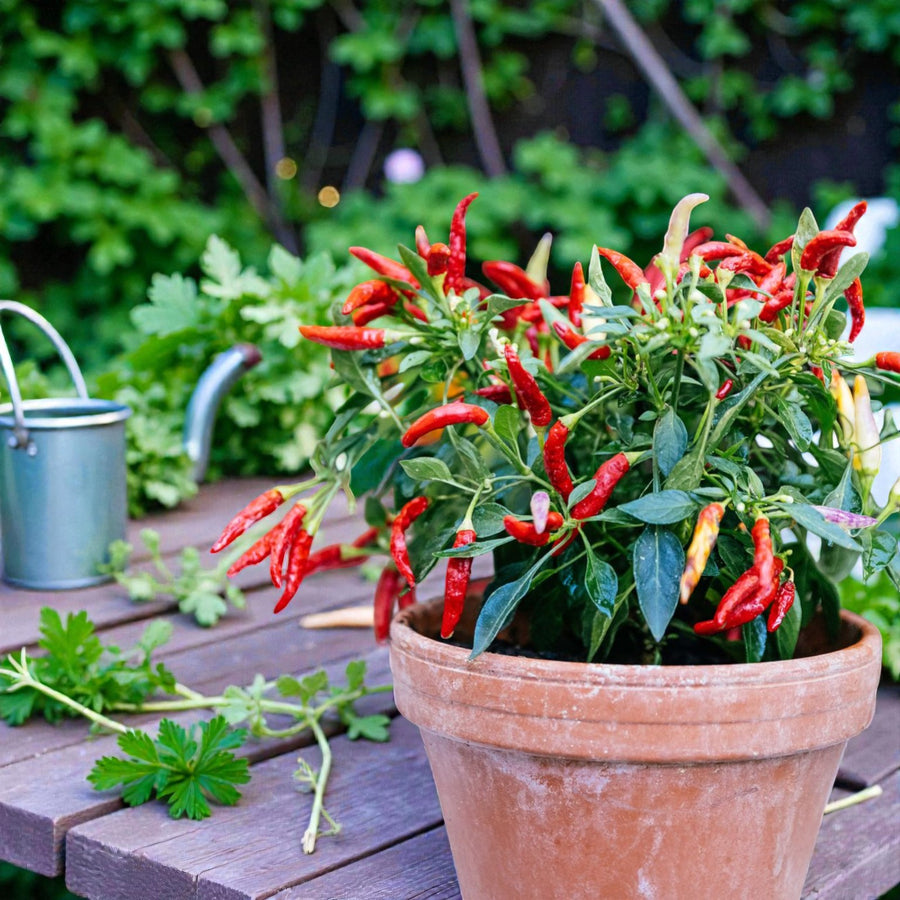 Chilli Pepper Plant  1