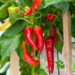 Jalapeno Chilli Pepper  2