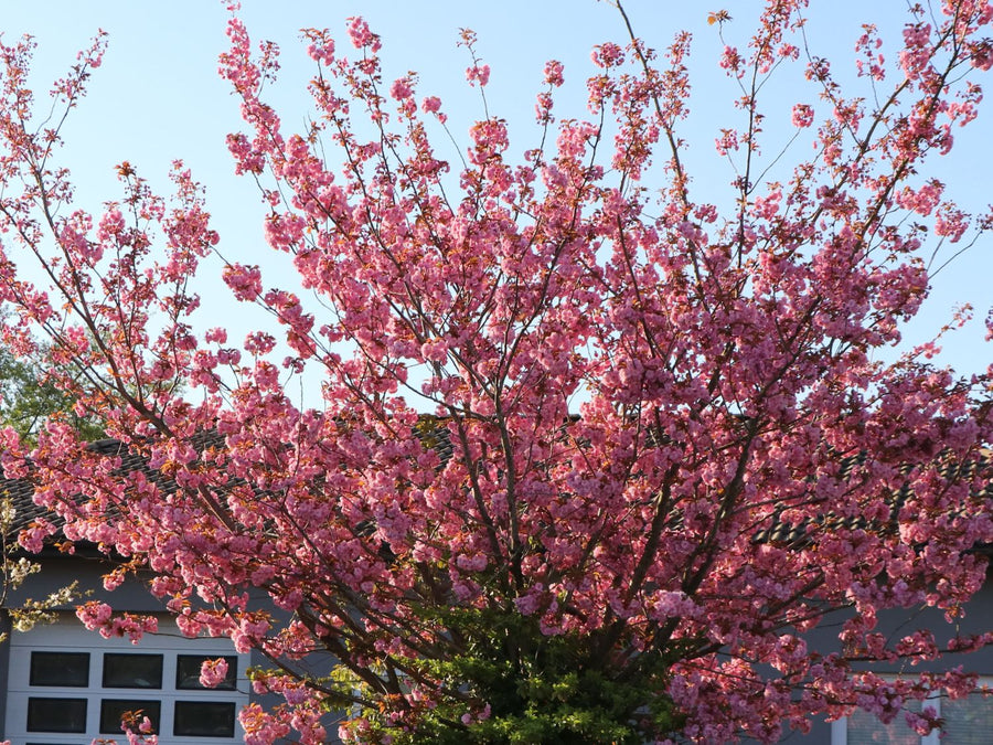 Prunus Serrulata 'Kanzan' Cherry Blossom Tree Prunus Serrulata 'Kanzan' Cherry Blossom Tree image3 3