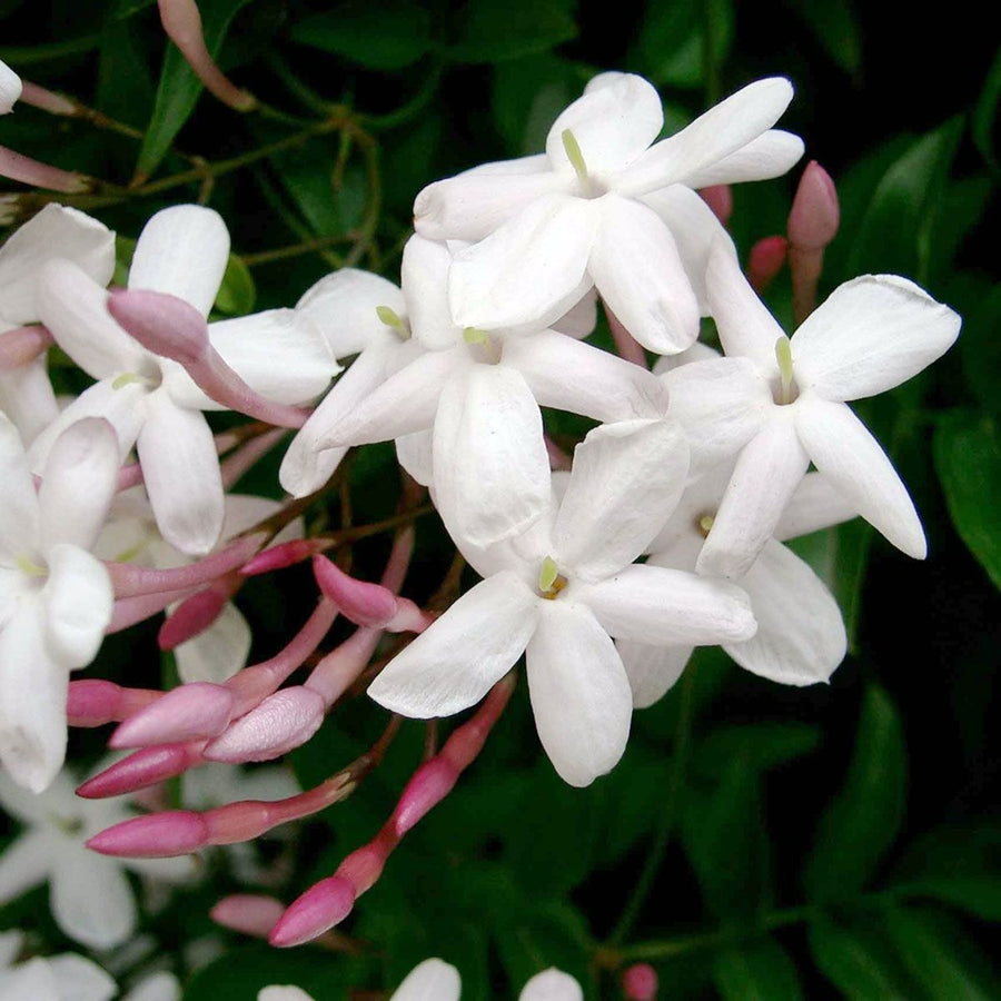 Jasminum Polyanthum - Indoor Jasmine Plant Jasminum polyanthum- Indoor Jasmine image1 1
