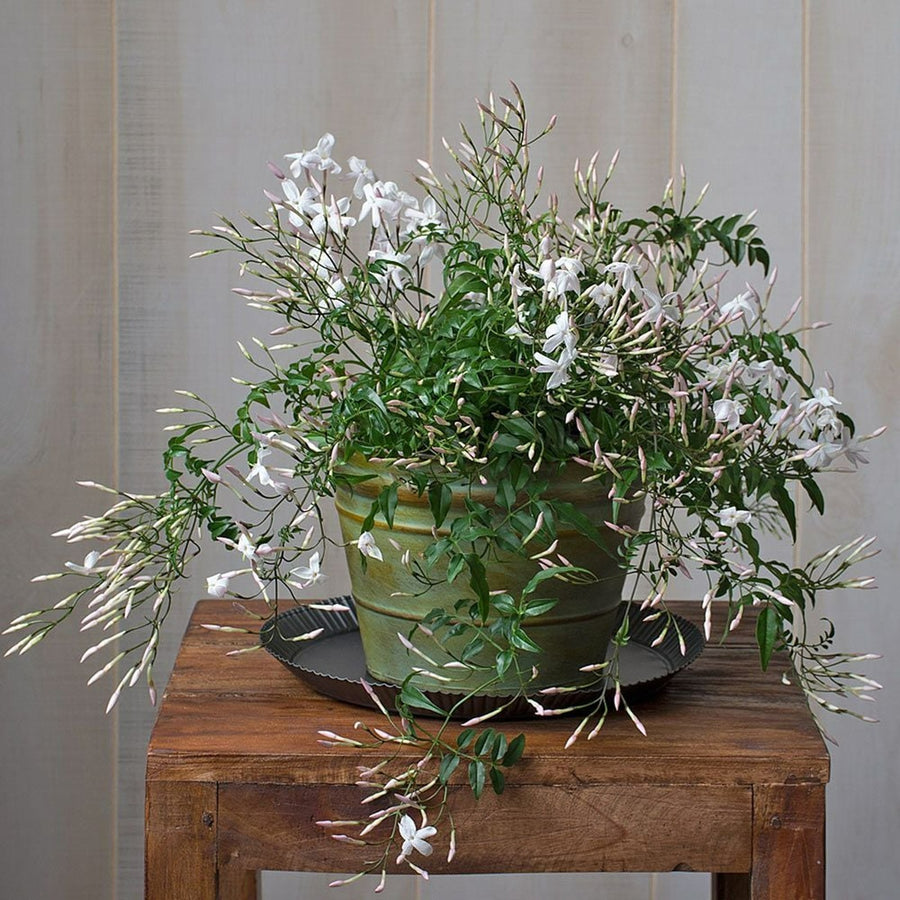 Jasminum Polyanthum - Indoor Jasmine Plant Jasminum polyanthum- Indoor Jasmine image2 2