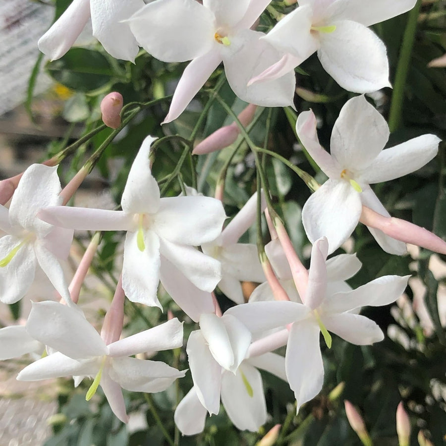 Jasminum Polyanthum - Indoor Jasmine Plant Jasminum polyanthum- Indoor Jasmine image4 4
