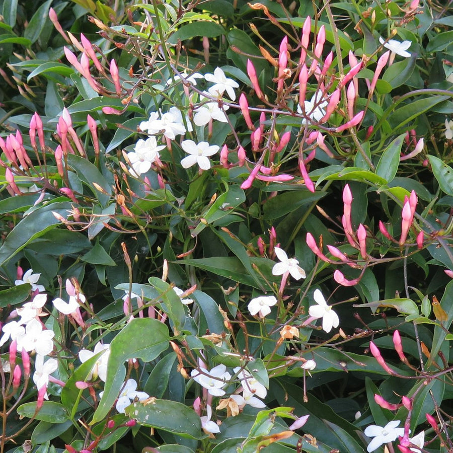 Jasminum Polyanthum - Indoor Jasmine Plant Jasminum polyanthum- Indoor Jasmine image3 3