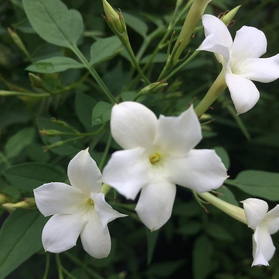 Star Jasmine Officinale jasmineofficinale 2
