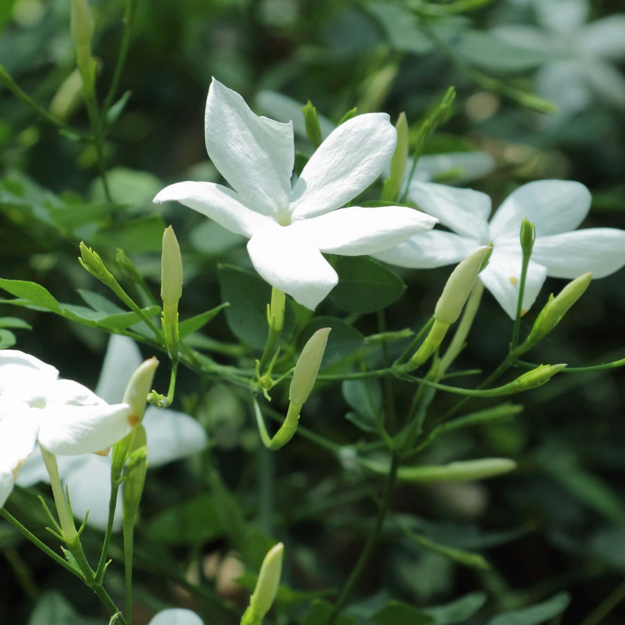 Star Jasmine Officinale jasmineofficinale1 3