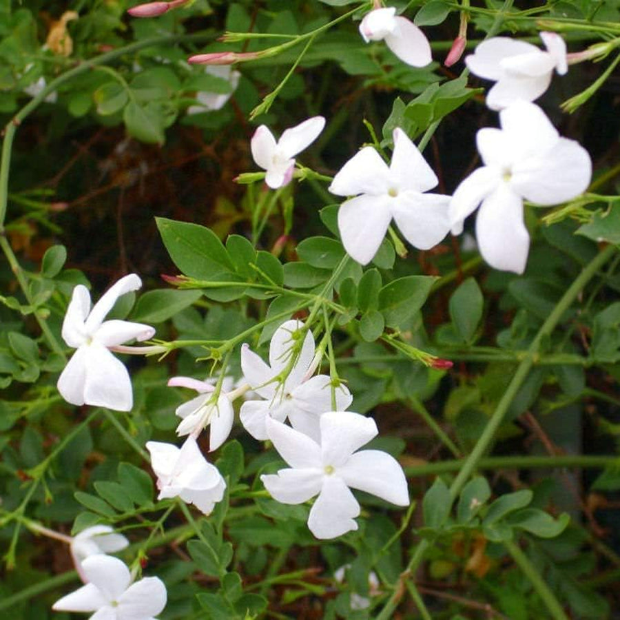 Star Jasmine Officinale jasmineofficinale2 1