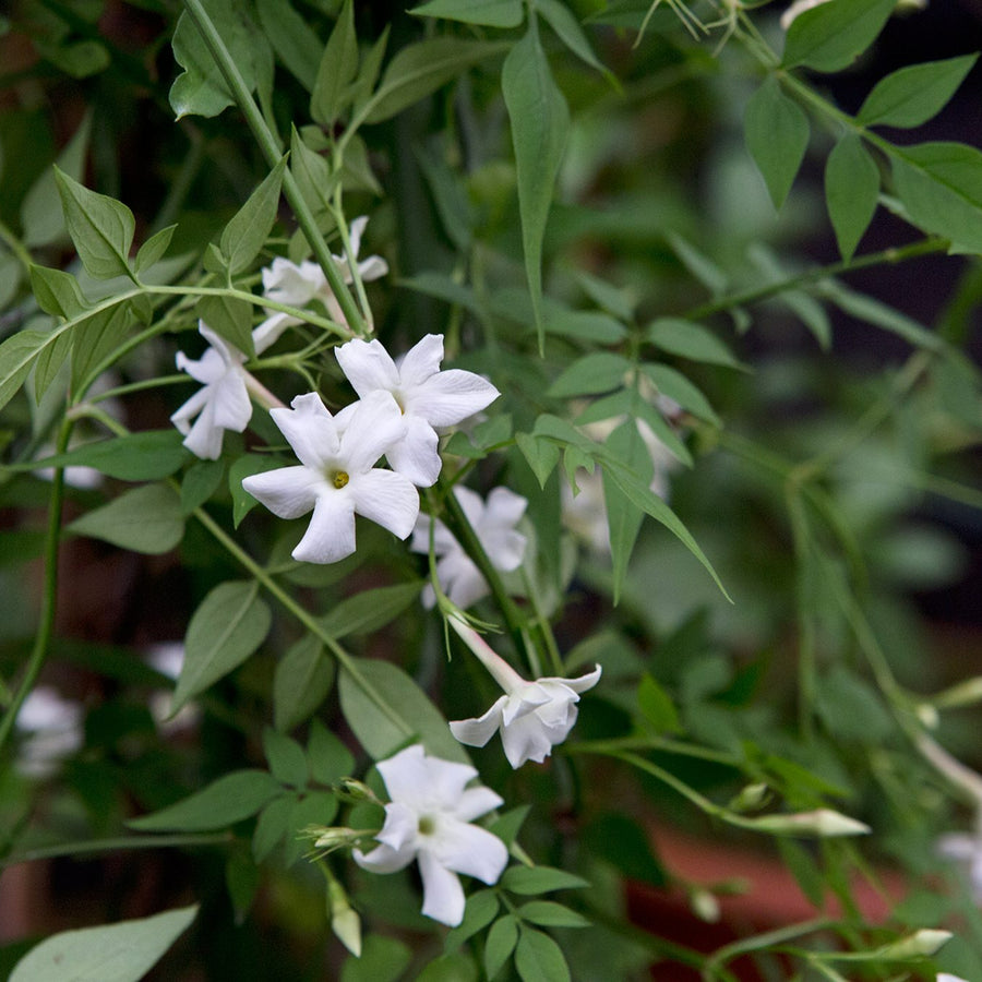 Star Jasmine Officinale jasmineofficinale3 4