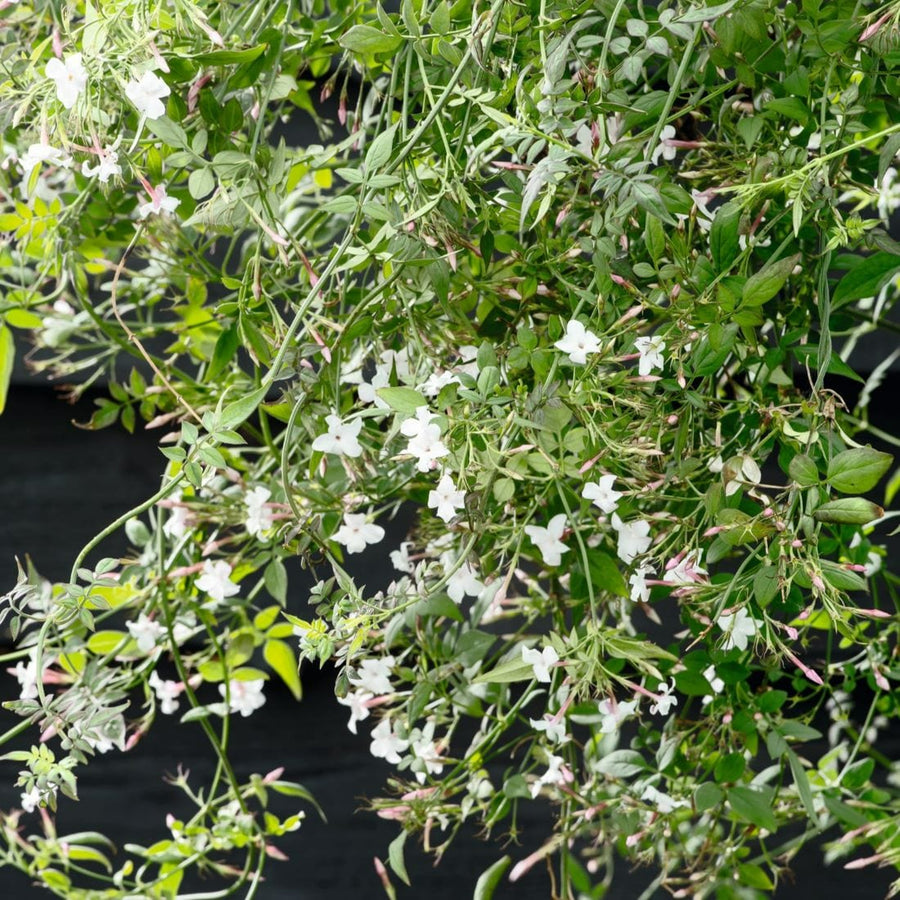 Star Jasmine Officinale jasmineofficinale4 5