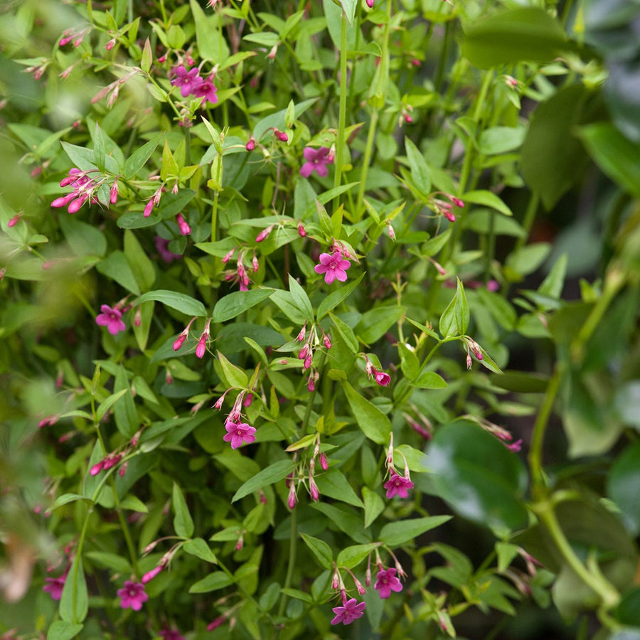 Jasminum beesianum jasminumbeesianum 4