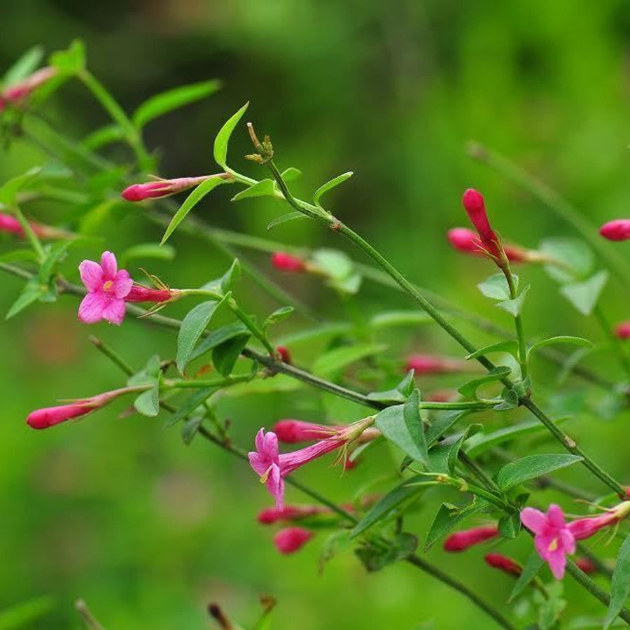 Jasminum beesianum jasminumbeesianum1 1