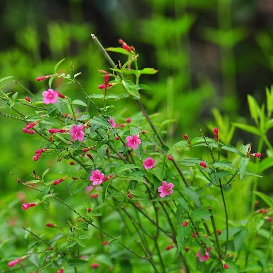 Jasminum beesianum jasminumbeesianum2 5
