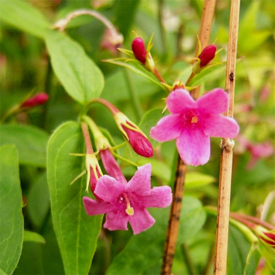 Jasminum beesianum jasminumbeesianum3 3