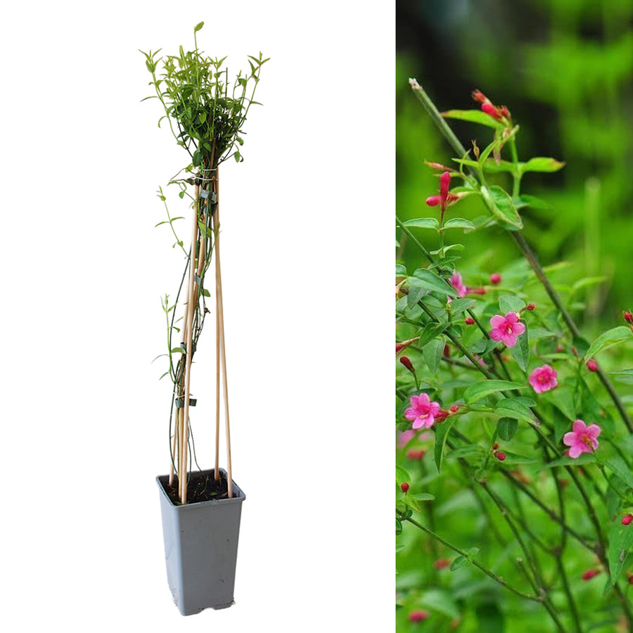 Jasminum beesianum jasminumbeesianum4 2