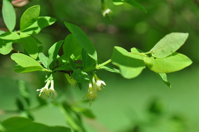 Lonicera caerulea 'Blue Moon' (Honeyberry) Lonicera caerulea 'Blue Moon' (Honeyberry) image4 4