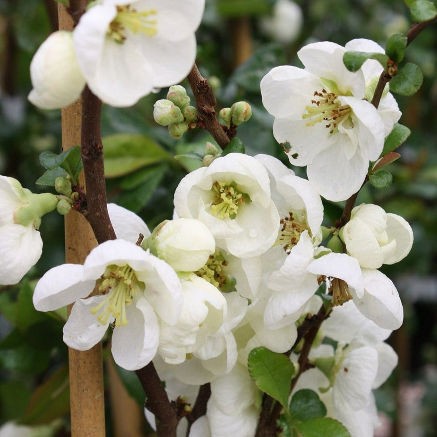 Chaenomeles Jet Trail - White Quince Shrub jettrail 1