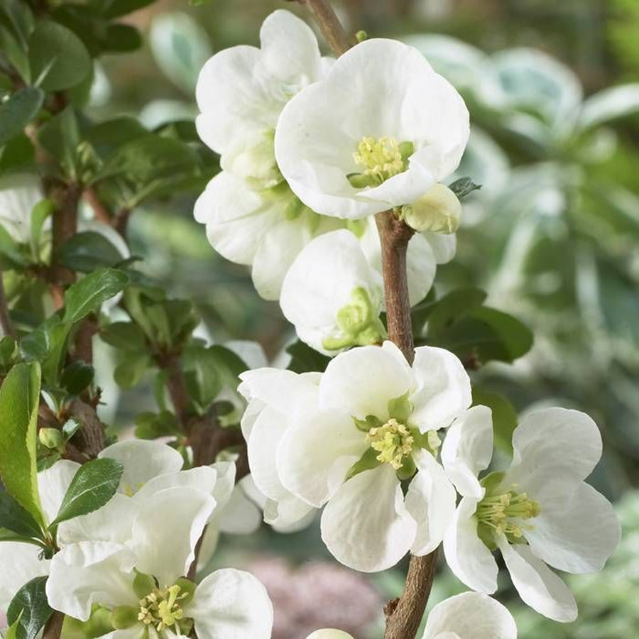 Chaenomeles Jet Trail - White Quince Shrub jettrail1 2