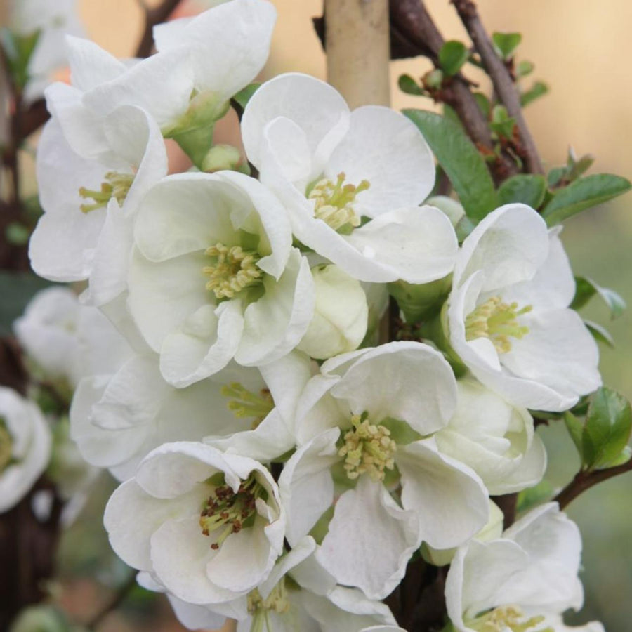 Chaenomeles Jet Trail - White Quince Shrub jettrail2 3