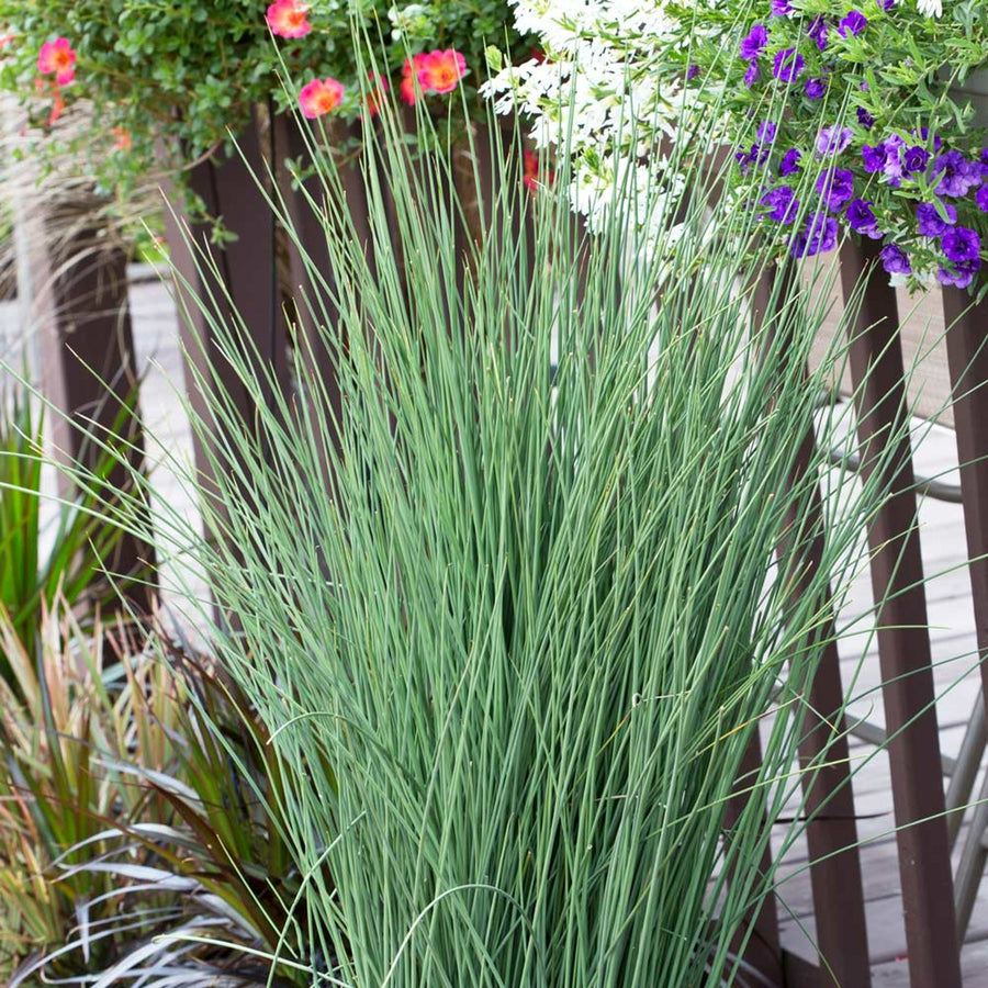 Hard Rush - Juncus inflexus Pond Plant juncus 1