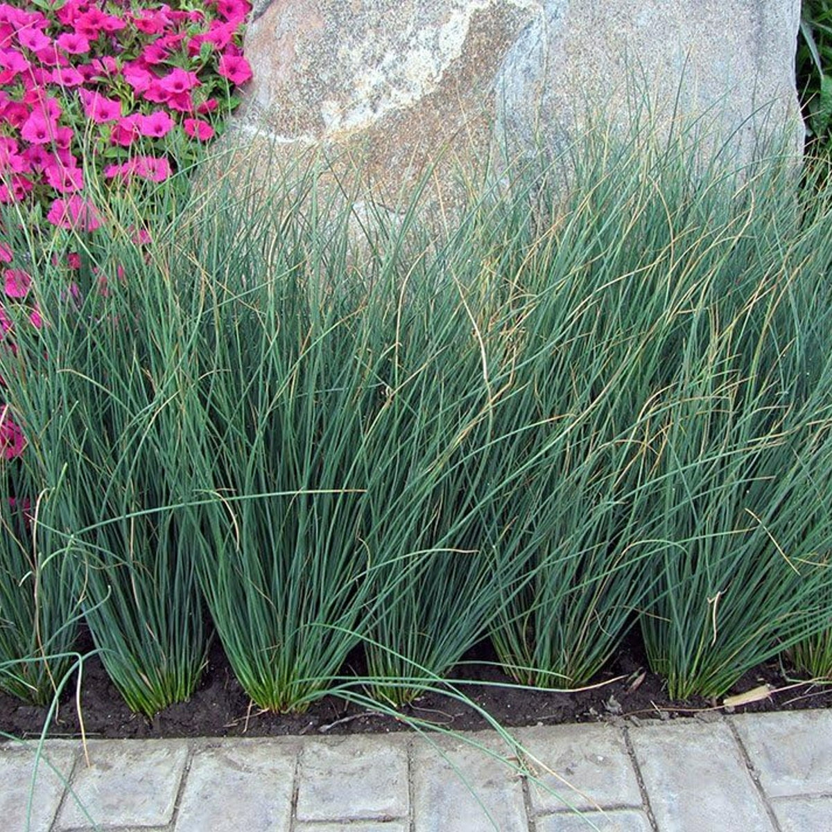 Hard Rush - Juncus inflexus Pond Plant juncus1 2