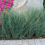Hard Rush - Juncus inflexus Pond Plant juncus1 2