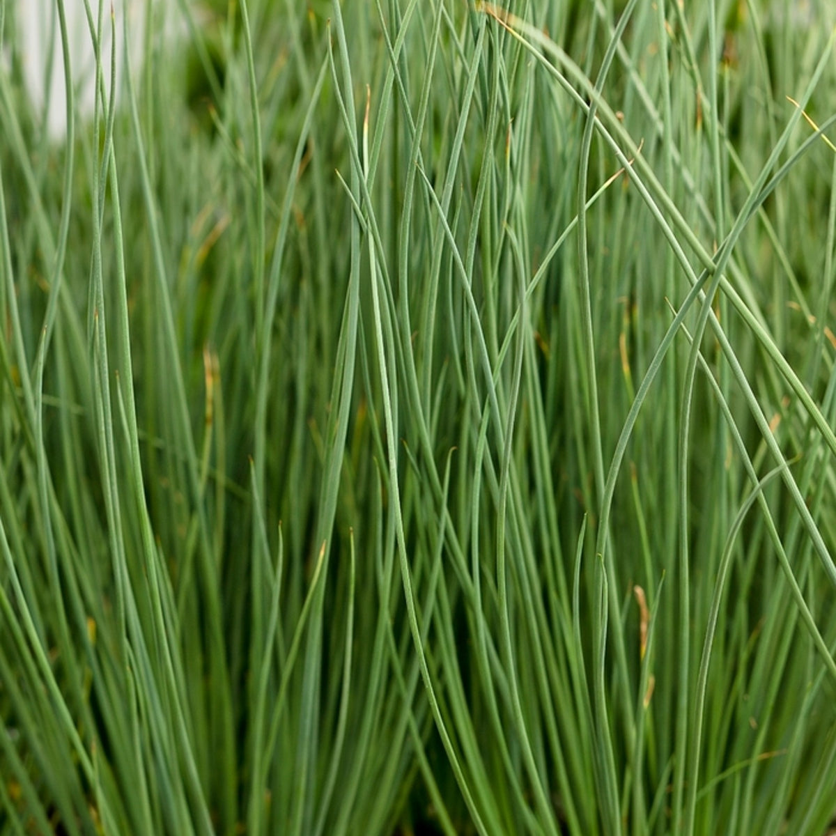Hard Rush - Juncus inflexus Pond Plant juncus2 3