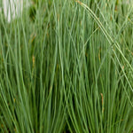Hard Rush - Juncus inflexus Pond Plant juncus2 3