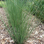 Hard Rush - Juncus inflexus Pond Plant juncus3 4