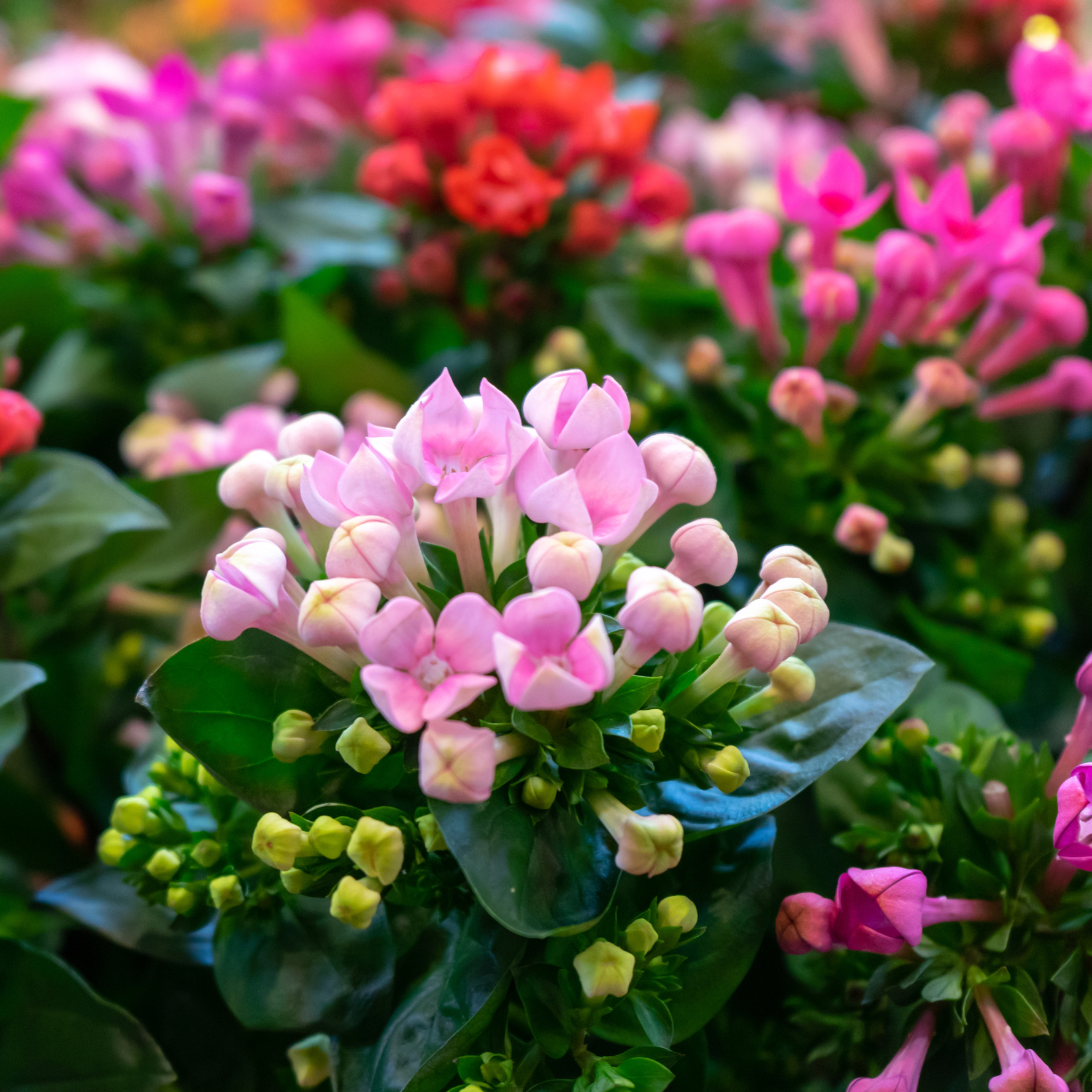 indoor flowering plants