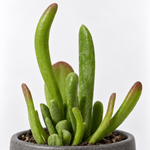 Kalanchoe Luciae 'Oricula' Succulent  2
