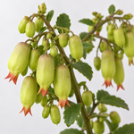 Kalanchoe Magic Bells  2