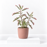 Kalanchoe Pink Butterfly  1