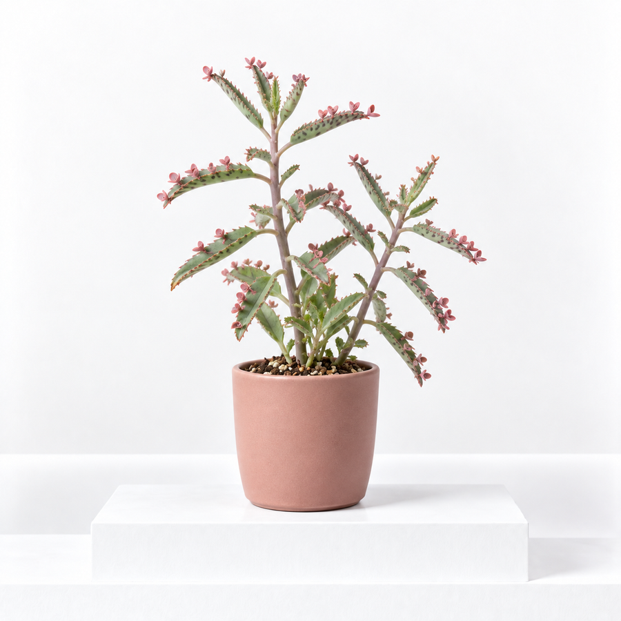 Kalanchoe Pink Butterfly  1