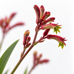 Kangaroo Paw Beauty Houseplant  3