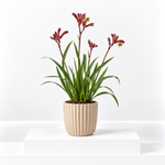 Kangaroo Paw Beauty Houseplant  1