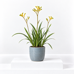 Kangaroo Paw Beauty Houseplant  2