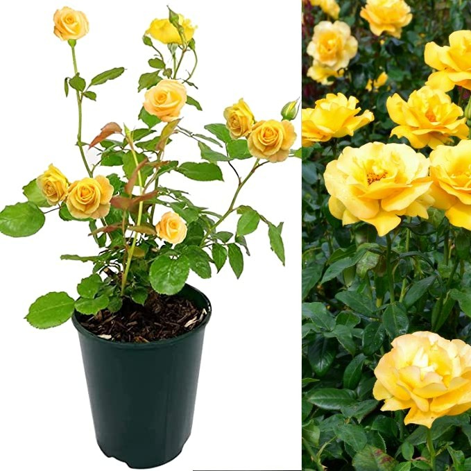 Yellow Rose Bush - Keep Smiling keepsmiling 2