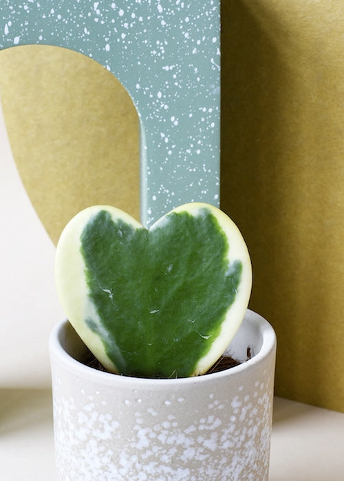 Hoya Kerrii Variegata Heart Plant kerrii_one_2 3