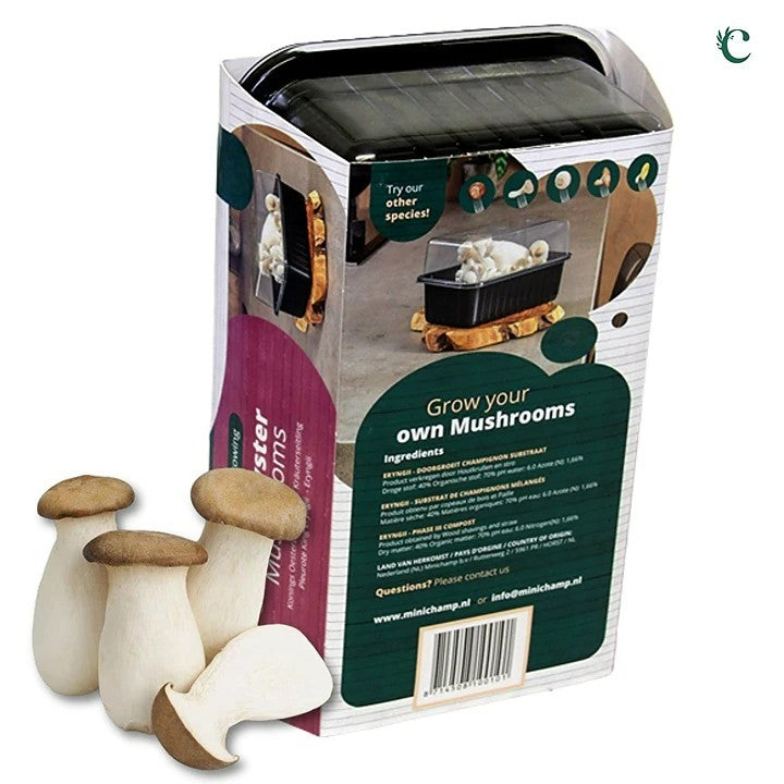 Mushroom Growing Kit King Oyster Mushroom Growing Kit King Oyster image2 2
