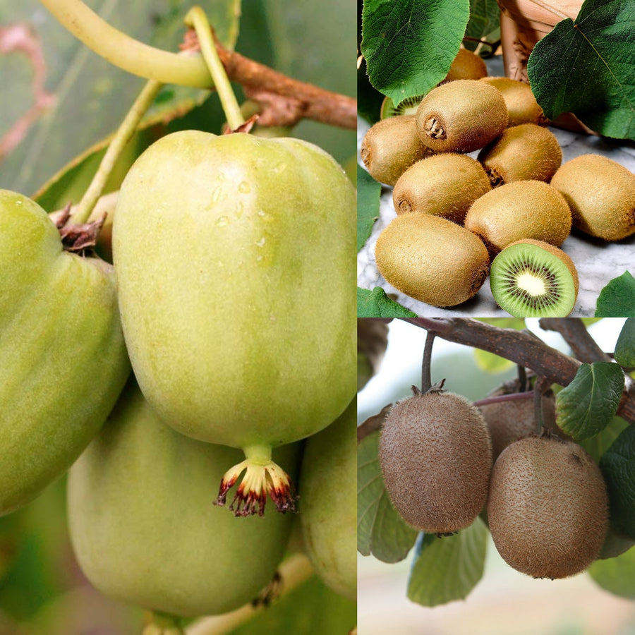 Kiwi Plant  - Actinidia Jenny kiwijenny 1