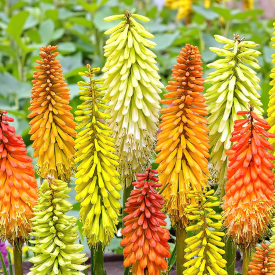 Kniphofia Bare Root Mix  1