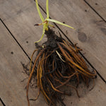 Kniphofia Vanilla Bare Root  5