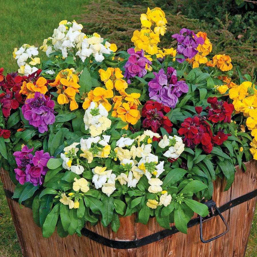 Wallflower Plants Mixed Colours 12 Pack Wallflower Plants Mixed Colours 12 Pack image2 1