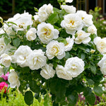 Kristal Rose Bush  3